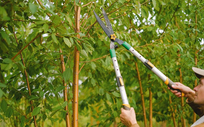Tree trimming in Colebrook, NH