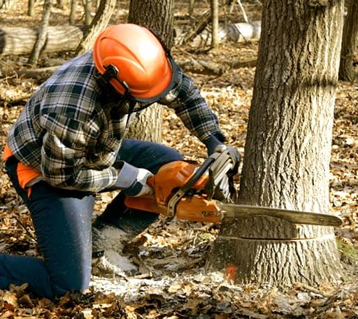 Tree Removal in Colebrook, NH